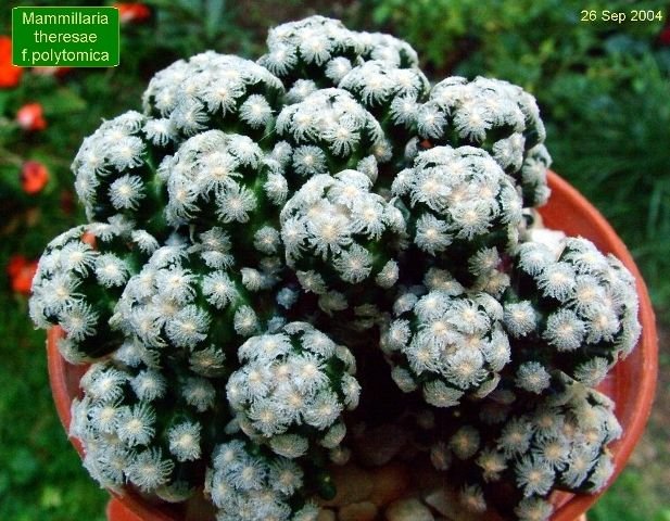 Mammillaria_ theresae_ f.polytomica _d1